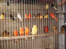 canari la cuib 2013 153