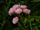 DSCN3866