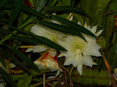 DSCN3869