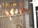 canari la cuib 2013 155