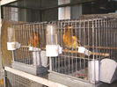canari la cuib 2013 159