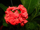 DSCN3904