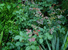 DSCN3919