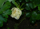 DSCN3929