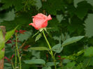 DSCN3932