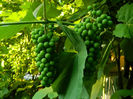DSCN3943