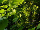 DSCN3946