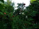 DSCN3964