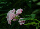 DSCN3965