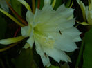 DSCN3967