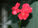 DSCN3785