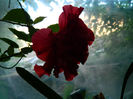 DSCN3795