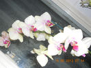 DSCN3524