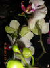 DSCN3576