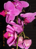 DSCN3577