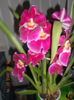 DSCN3526