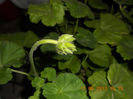 DSCN3494