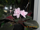 DSCN3529