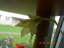 DSCN3530