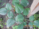 DSCN3549
