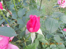 DSCN3561