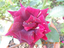 DSCN3596