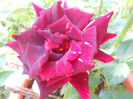 DSCN3597