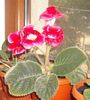 Gloxinia