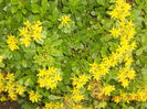 DSCN3557