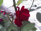 15-06-13_0548