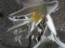 17-06-13_0833
