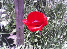 17-06-13_1256