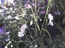 18-06-13_0703