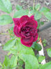 Burgundy Ice