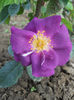 Rhapsody in Blue