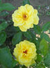 Friesia