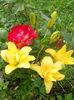 Copy of DSCN7363