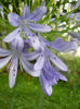 Agapanthus