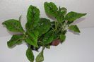 Nautilocalyx Forgetii