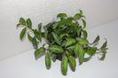 Drymonia Cuyabonensis