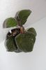 Pearcea Schimpfii