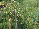 agris copac