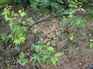 aronia an2