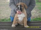 7143682_3_644x461_vand-presa-canario-caini[1]