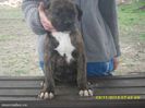 7143682_2_644x461_vand-presa-canario-fotografii[1]