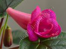 Sinningia Red Sleeve