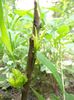 DSCF3412