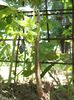 DSCF3414