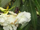 DSCN4159