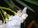 DSCN4161
